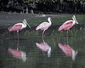 A color photograph of three roseate spoonbills wading in shallow water with trees in the background