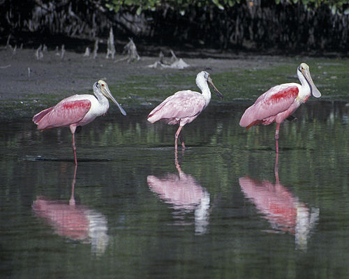 Roseate spoonbills have decreased by 90% since the 1930s