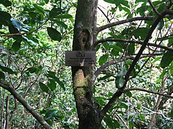 Planchonella sandwicensis trunk
