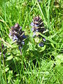 Ajuga reptans