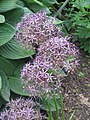 Allium cristophii