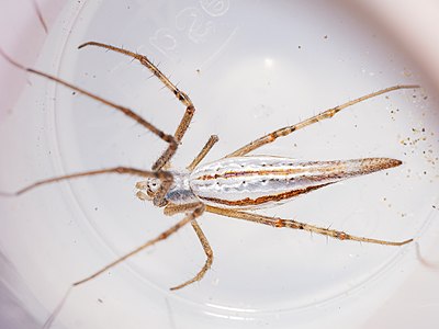 Adult female Argiope protensa dorsal view