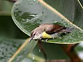 Female dew-bathing on a leaf of Rubber Fig