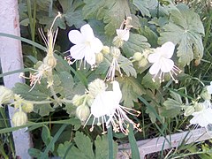 White-flowered variety