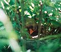 Female Cardinal on her nest.