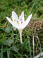 Colchicum hungaricum