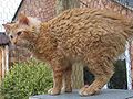 Red Tabby LH LaPerm