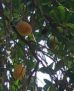 Ripe and unripe fruit