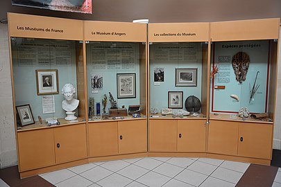 Exhibits in the round courtyard, Muséum d'Angers