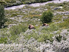 Muskox in Dovrefjell-Sunndalsfjella National Park