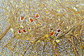 Cross section of adult rat spinal cord stained using Cajal method