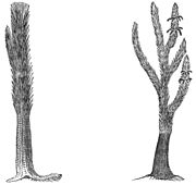 Sigillaria restorations