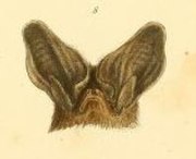 Drawing of brown bat head