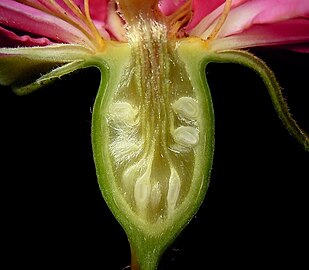 Longitudinal section of a developing rose hip