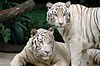 Singapore Zoo Tigers edit.jpg