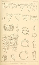 #30 (25/11?/1873) Suckers of the arms and tentacles and closeups of the radula and its associated teeth (Verrill, 1880a:pl. 16a)