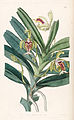 Vanda cristata plate 48 in: Edwards's Bot. Register (Orchidaceae), vol. 28, (1842)