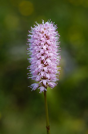 Bistorta officinalis