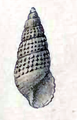 Drawing of a shell specimen of Boonea impressa.
