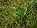 Colchicum hungaricum leaves