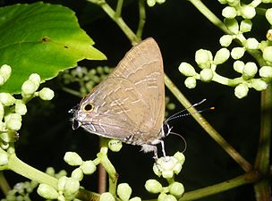 Ventral view