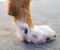 Dewclaw