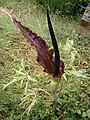 Dracunculus vulgaris inflorescence D1