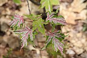 Erineum galls on a maple leaf.