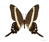 Museum specimen ♂ dorsal side