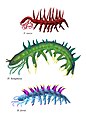 怪诞虫可能是有爪动物门下早期的种类，图为 H. sparsa 、 H. hongmeia 与 H. fortis 复原图