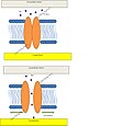 Mammalian hair cell model. Channel opens via tethers in response to a disturbance in either the extracellular matrix or cytoskeleton. Figure adapted from Lumpkin et al.[66]