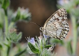 白带白眼蝶 Melanargia larissa