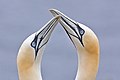 Northern Gannets raise their beaks high and clatter them against each other.