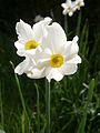 Narcissus ×medioluteus flowers