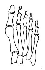 Normal foot skeleton