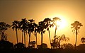 Palmen im Okavangodelta * Botswana