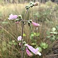 Flowers of Penstemon australis