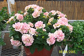 Double flowered petunia - Petunia x atkinsiana