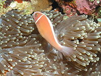 Pink anemonefish at Bunaken National Park, Indonesia