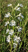 Platanthera leucophaea