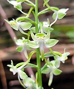 Platanthera orbiculata