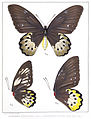 Ornithoptera goliath ssp. titan female