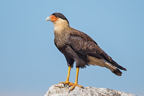 Crested caracara in Serra da Canastra National Park, Brazil, created by Merops and nominated by Tomer T.