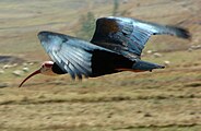 Southern bald ibis in flight, Lesotho