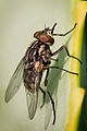 Stable fly (Stomoxys calcitrans)