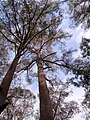 Wollemi stringybark measured at 42 metres tall