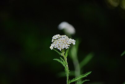 Flower by a pond, United Kingdom