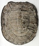 Acherontemys heckmani fossil shell