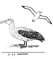 original: Albatross (PSF).jpg