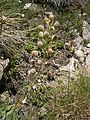 Alyssoides utriculata fruits